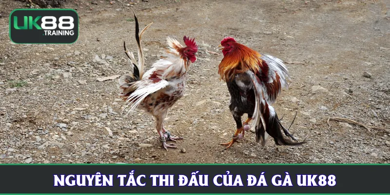 Nguyên tắc thi đấu của Đá Gà UK88